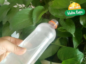 Trồng trầu bà không cần phân bón, tưới 2 thứ nước này lá xanh như bôi mỡ, một chậu thành 4 chậu