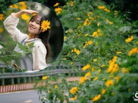 Thiên đường hoa dã quỳ đẹp mê, chỉ cách Hà Nội 50km