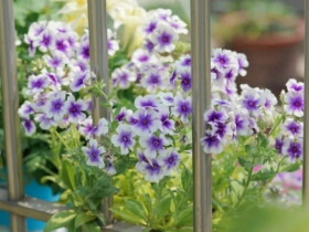 10 loài hoa "đáng đồng tiền bát gạo" nhất vì nở quanh năm, hút tài lộc, trồng một lần rước may mắn mãi mãi