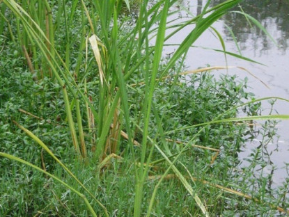 Kinh tế - Cây mọc bờ mương mỗi năm chỉ có một mùa, dân trồng đếm cây tính tiền, 9 tháng là &quot;hốt bạc&quot;