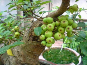 Người thuộc 2 mệnh này trồng cây sung chẳng những đổi vận, hút lộc mà còn được quý nhân phù trợ, sự nghiệp thăng hoa