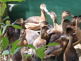 Loài chim trời lạ đời nuôi 3 tháng xuất bán, thịt vừa đắt vừa hiếm, nhiều người 