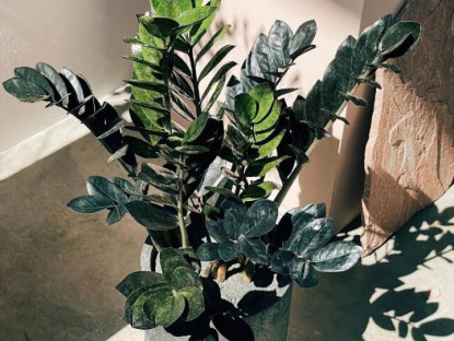 Gia đình - Cây kim tiền thích nhất &quot;món ăn vặt&quot; này, bón đúng cách chồi mới mọc lên tua tủa, một chậu biến thành nhiều chậu