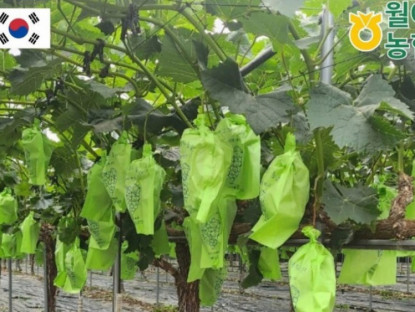 Thông tin doanh nghiệp - Nho mẫu đơn Hampyeong – Hương vị ngọt thanh từ vùng biển và gió Hàn Quốc