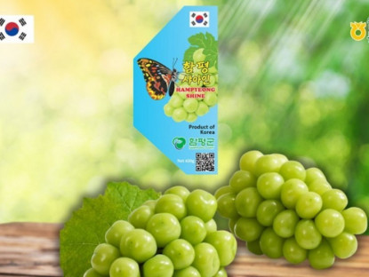 Thông tin doanh nghiệp - Nho mẫu đơn Hampyeong – Hương vị ngọt thanh từ vùng biển và gió Hàn Quốc