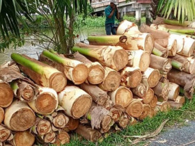 Cây quen thuộc trước chỉ lấy quả, nay trồng chặt đọt bán, thành đặc sản nổi tiếng giá nửa triệu/kg