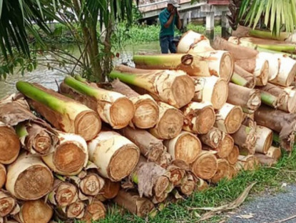 Kinh tế - Cây quen thuộc trước chỉ lấy quả, nay trồng chặt đọt bán, thành đặc sản nổi tiếng giá nửa triệu/kg