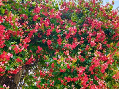 Gia đình - Loài hoa rực rỡ hơn hoa giấy, thơm ngọt ngào như socola, nở suốt 3 mùa cả nghìn bông, trồng trước nhà sẽ mang tới điềm lành