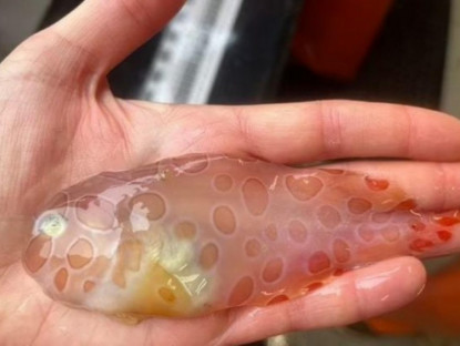 Thông tin doanh nghiệp - 3 loại cá đang ‘làm mưa làm gió’ vì công dụng bổ xương khớp cực bất ngờ!