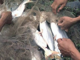 Việt Nam có loài cá nghe tên như 