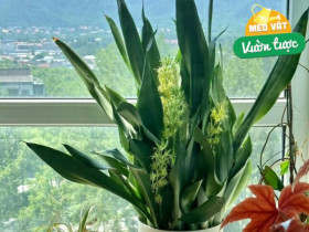 Cây lưỡi hổ vào mùa đông có 4 “nỗi sợ”, tránh được chậu nào cũng xanh mướt, lá dày khỏe, hoa nở gọi lộc