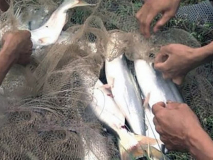 Kinh tế - Việt Nam có loài cá nghe tên như &quot;loài hoa&quot;, thịt thơm da trắng, người nuôi rung đùi đếm tiền