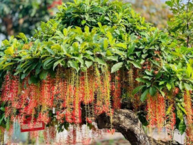 Người thuộc 2 mệnh này trồng cây lộc vừng như chôn vàng trong sân, cây càng tốt gia đình càng đại phú đại quý