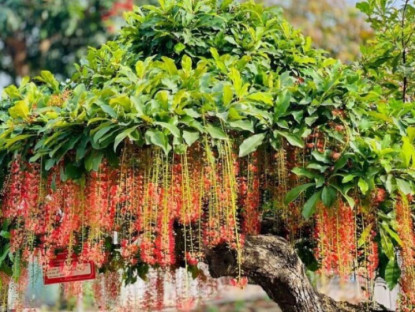 Gia đình - Người thuộc 2 mệnh này trồng cây lộc vừng như chôn vàng trong sân, cây càng tốt gia đình càng đại phú đại quý