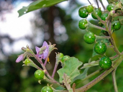 Kinh tế - Quả dại &quot;cứu đói&quot; ở quê, vị đắng ngắt, nay lên thành phố thành báu vật &quot;hái ra tiền&quot;