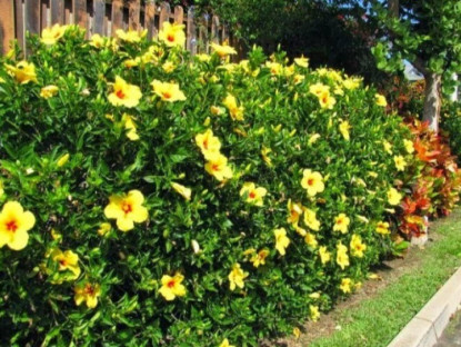 Gia đình - Loài hoa quý hơn vàng, nở 300 ngày mỗi năm, dễ trồng hơn hoa hồng gấp 10 lần, lá và hoa nấu lên thành đặc sản nức tiếng  