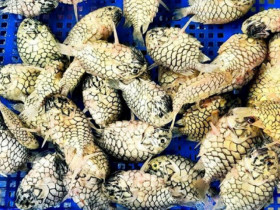 2 loài cá lạ ở Việt Nam có tên giống loại trái cây, vô cùng khan hiếm, nửa triệu/kg có tiền cũng khó mua