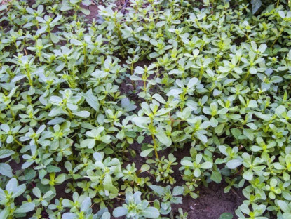 Gia đình - Rau dại mọc đầy ruộng Việt Nam được nhiều nước săn lùng, Trung Quốc gọi là “rau trường thọ”, trồng 30 ngày cho thu hoạch