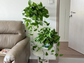 Mùa đông trầu bà có 3 “nỗi sợ”, làm đúng cây dài cả mét, lá xanh như bôi mỡ