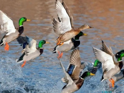 Kinh tế - Loài vật hoang dã &quot;sáng bay đi, tối lại bay về&quot;, nuôi 4 tháng xuất bán, nhiều người giàu to