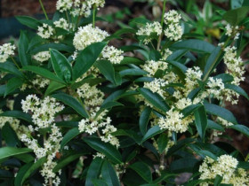 Người thuộc mệnh này trồng cây mộc hương trong nhà như "hổ thêm cánh", hút lộc cực mạnh, làm đâu thắng đó