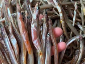Loài cá ở Việt Nam nhìn như chiếc đũa, xưa rẻ như cho nay phơi khô bán 200.000/kg, thành đặc sản lạ