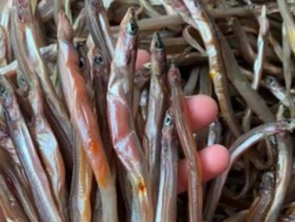 Kinh tế - Loài cá ở Việt Nam nhìn như chiếc đũa, xưa rẻ như cho nay phơi khô bán 200.000/kg, thành đặc sản lạ