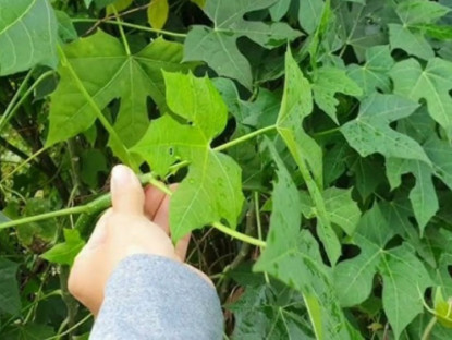 Kinh tế - Cây rau &quot;ngọt như mì chính&quot;, dân trồng một lần hái bán quanh năm, thành đặc sản lạ