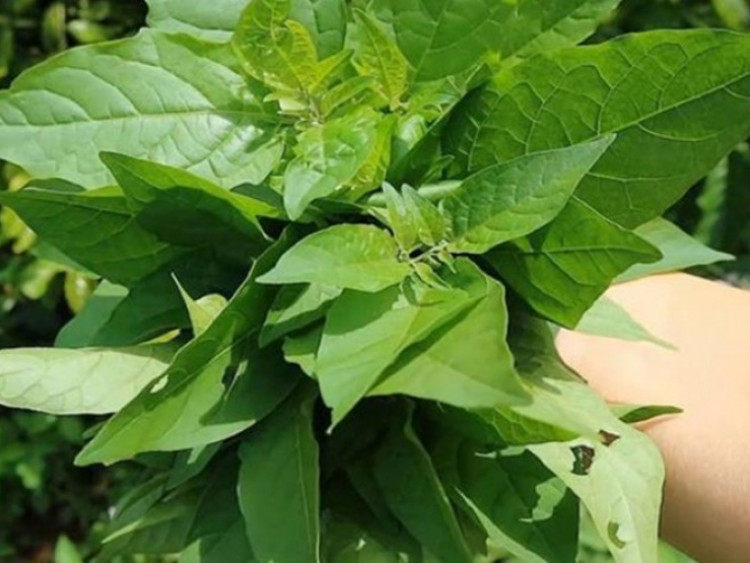 Cây rau ở quê có vị đắng nay thành đặc sản, dân trồng 3 tháng thu hoạch, hái bán quanh năm