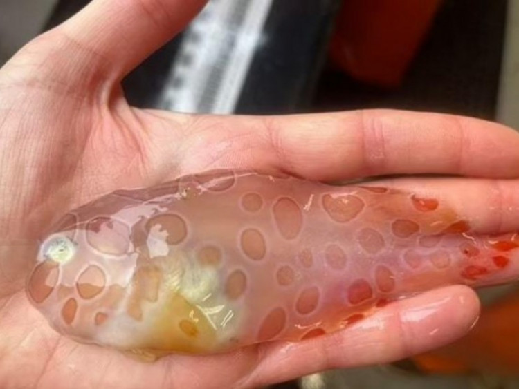 3 loại cá đang ‘làm mưa làm gió’ vì công dụng bổ xương khớp cực bất ngờ!