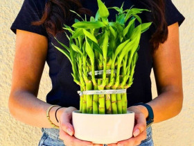 Mùng 1 người thuộc 2 mệnh này đặt trúc phát tài lên bàn thờ sẽ cải vận, từ giờ đến cuối năm làm gì cũng thuận