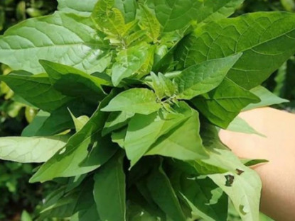 Kinh tế - Cây rau ở quê có vị đắng nay thành đặc sản, dân trồng 3 tháng thu hoạch, hái bán quanh năm