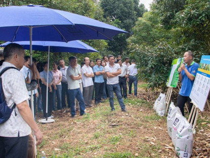 Thông tin doanh nghiệp - Khoa học dinh dưỡng kết hợp bàn tay nhà nông tạo nên mùa sầu riêng bền vững đầu tiên