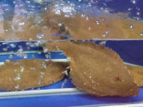 Loài cá 2 mắt cùng một bên, nhìn kỳ dị nhưng là đặc sản tiền triệu/kg, ở Việt Nam cũng có