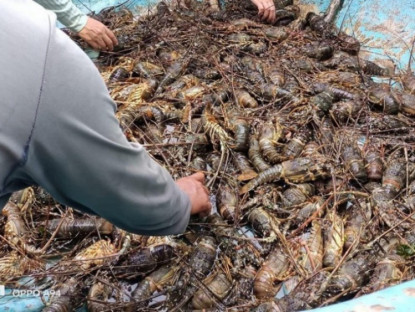 Kinh tế - Người nuôi xót xa nhìn tôm hùm chết hàng loạt do mưa lũ, vớt lên bán với giá &quot;siêu rẻ&quot;