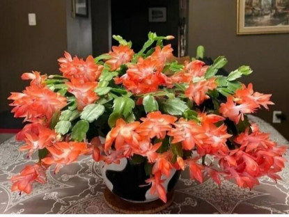 Gia đình - Trồng loài hoa đỏ rực này nên theo quy tắc &quot;1 ít, 1 nhiều, 1 thường xuyên&quot;, hoa nở như điên chơi từ giờ đến Tết