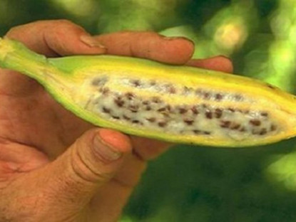 Thông tin doanh nghiệp - Thiếu máu não gây đau đầu, chóng mặt, mất ngủ: Học người Miền Tây mẹo thoát bệnh tuyệt hay