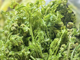 Rau mọc dại đầy Việt Nam nay là đặc sản, Trung Quốc ví là "rau trường sinh", trồng 2 tháng cho thu hoạch