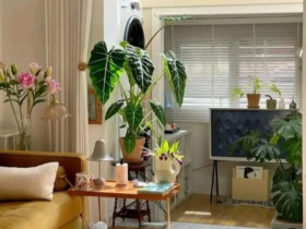 5 loại hoa tưởng là “bùa hộ mệnh”, ai ngờ trồng trong nhà lại hại thân, người xưa dặn cần cẩn thận