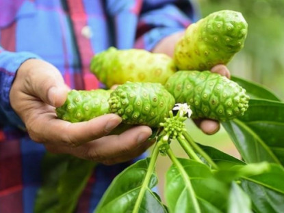 Thông tin doanh nghiệp - Xu hướng sống xanh: Tìm lại năng lượng và sự thư thái từ trái nhàu kết hợp thảo mộc quý