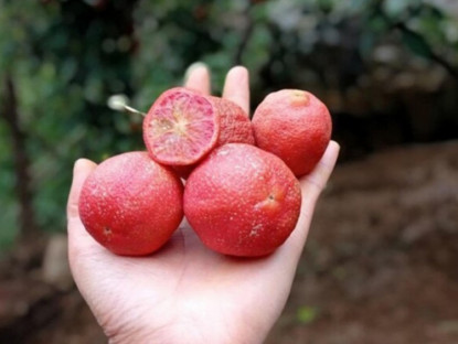 Kinh tế - Đến mùa hái &quot;lộc rừng&quot;, dân rủ nhau đi từ mờ sáng kiếm bộn tiền, thành đặc sản ở thành phố