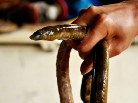 Loài ẩn dưới bùn đất, có con dài cả mét, xưa dành cho người nghèo nay bán 600.000/kg