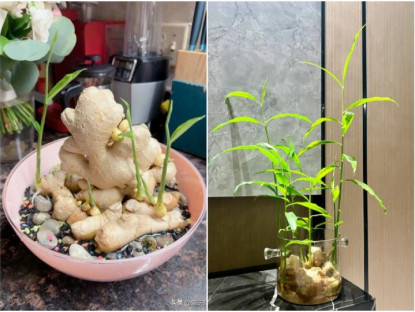 Gia đình - Trồng gừng hút lộc trong nhà theo quy tắc “2 ít -1 đều”, 7 ngày liền nảy mầm, lá đẹp hơn trúc