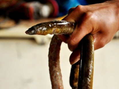 Kinh tế - Loài ẩn dưới bùn đất, có con dài cả mét, xưa dành cho người nghèo nay bán 600.000/kg