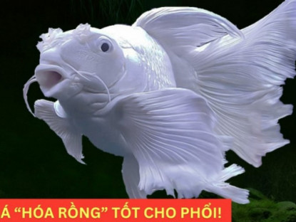 Thông tin doanh nghiệp - Loại cá “hóa rồng” trong truyền thuyết nay trở thành “bảo bối” bảo vệ phổi, giúp giảm ho cực tốt