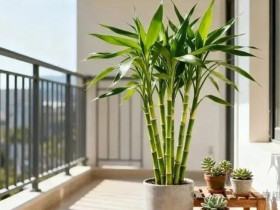 Ban công có 3 loại cây này chẳng khác nào rước Thần Tài vào nhà, gia chủ may mắn tiền tài đầy túi