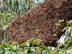 Loài đặc sản có tên 