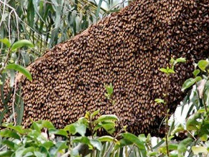 Kinh tế - Loài đặc sản có tên &quot;ngượng đỏ mặt&quot;, nay hoá mỏ tiền, nhiều người nuôi lãi to