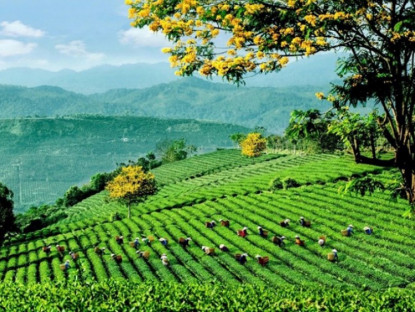 Thông tin doanh nghiệp - Lễ hội trà quốc tế 2025 - chuỗi hoạt động độc đáo kết nối văn hóa và động lực phát triển ngành trà