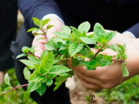 Cây mọc dại nay trồng 4 tháng là thu hoạch, thành đặc sản mùa hè, dân hái bán quanh năm